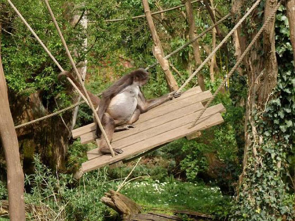 149 BIO PARC DE DOUE LA FONTAINE 7- 2016_000049.jpg